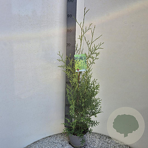 Thuja occ. 'Brabant' 80-100 cm 3,0L
