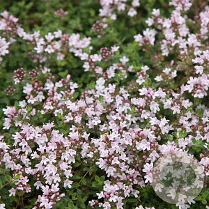 Thymus praecox 'Pink Chintz' GM P9 BIO