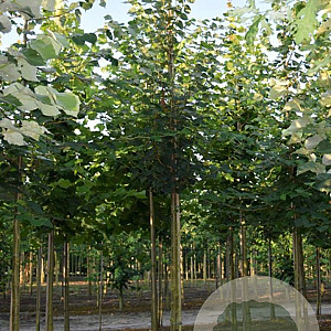 Tilia cordata 150-175 cm draadkluit meerstammig 80-100 breed