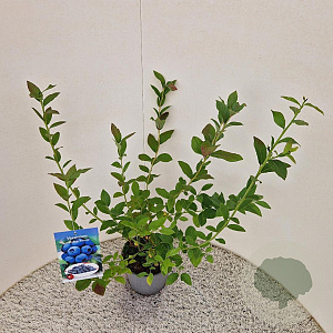 Vaccinium c. 'Bluecrop' 40-50 cm 3,0L