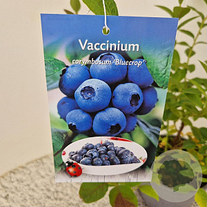Vaccinium c. 'Bluecrop' 40-50 cm 3,0L
