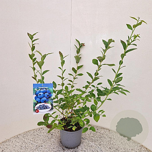 Vaccinium c. 'Bluecrop' 40-50 cm 3,0L