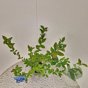 Vaccinium c. 'Bluecrop' 40-50 cm 3,0L