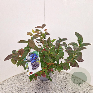 Vaccinium c. 'Duke' 40-50 cm 3,0L