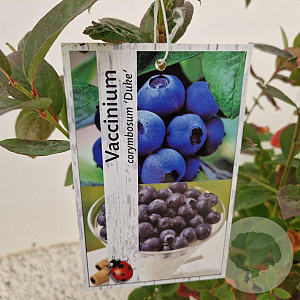 Vaccinium c. 'Duke' 40-50 cm 3,0L