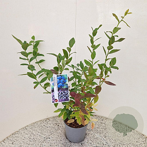 Vaccinium c. 'Goldtraube 23' 40-50 cm 3,0L