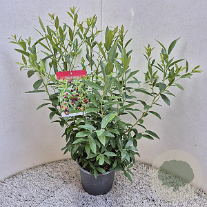 Vaccinium 'Pink Lemonade' 40-50 cm 3,0L