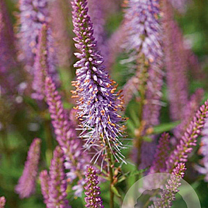 Veronicastrum virg. 'Red Arrows' GM P9