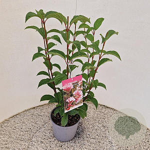 Viburnum bodn. 'Dawn' 50-60 cm 3,0L