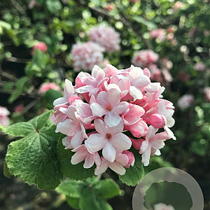 Viburnum carlesii 'Diana' 100-125 cm met kluit struik