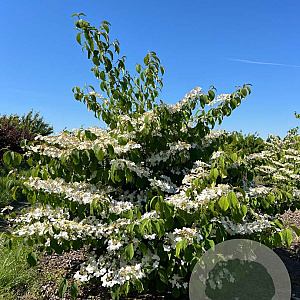 Viburnum plic. 'Mariesii' 125-150 cm met kluit struik