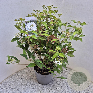 Viburnum plic. 'Watanabe' 60-70 cm 7,5L