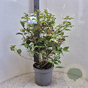 Viburnum plic. 'Watanabe' 60-70 cm 7,5L