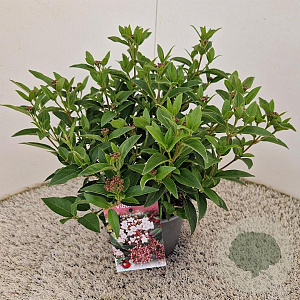 Viburnum tin. 'Eve Price' 30-40 cm 2,5L