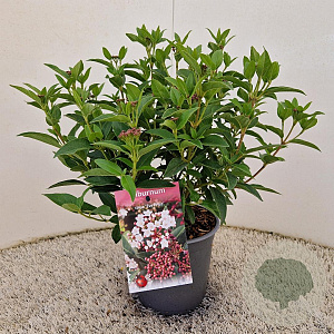 Viburnum tin. 'Eve Price' 30-40 cm 2,5L