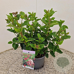 Viburnum tin. Lisarose 30-40 cm 2,5L
