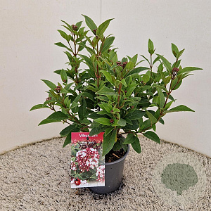 Viburnum tin. Spirit 30-40 cm 2,5L