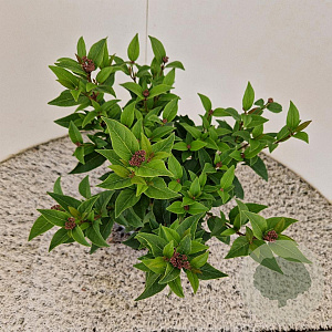 Viburnum tin. Spirit 30-40 cm 2,5L