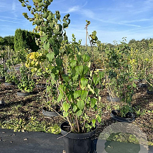 Philadelphus 'Virginal' 60-80 cm 7,5L