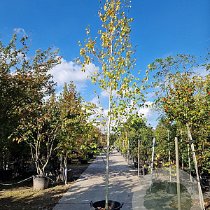 Betula utilis jacquemontii 12-14 HO container