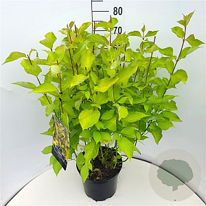 Cornus alba 'Aurea' 80-100 cm 10L