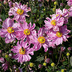 Anemone hyb. Fantasy Pocahontas GM P9