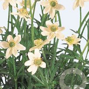 Anemone m. 'Annabella White' GM P9