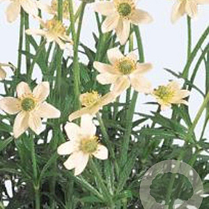 Anemone m. 'Annabella White' GM P9
