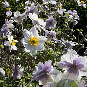 Anemone Ruffled Swan GM P9