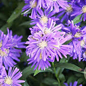 Aster ericoides 'Blue Wonder' GM P9