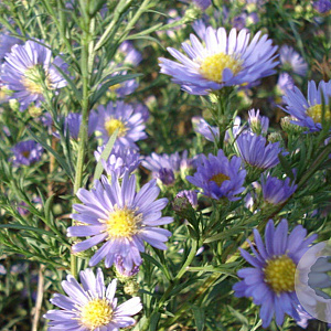 Aster ericoides 'Blue Wonder' GM P9
