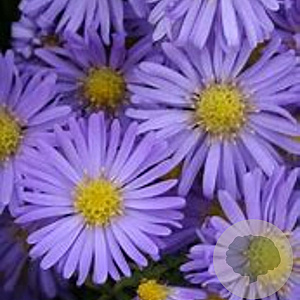 Aster (D) 'Mittelmeer' GM  P11