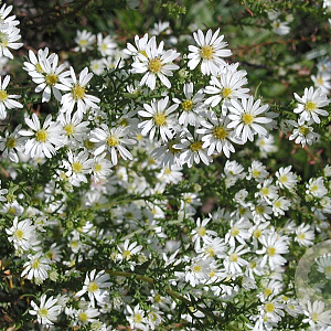 Aster ericoides 'Schneetanne' GM P9