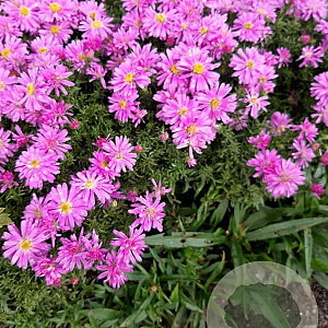 Aster 'Wood's Pink' GM P9