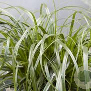 Carex Ribbon Falls GM P9