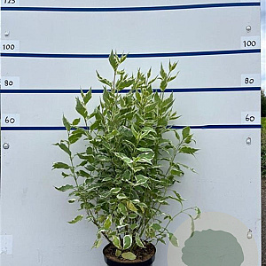 Cornus alba 'Elegantissima' 80-100 cm 7,5L