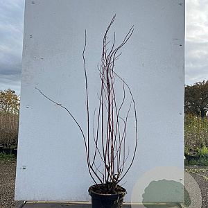 Cornus alba 'Elegantissima' 80-100 cm 7,5L