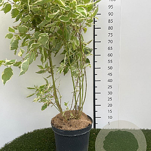 Cornus alba 'Elegantissima' 80-100 cm 7,5L
