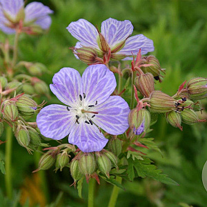 Geranium pr. 'Mrs Kendall Clark' GM P9