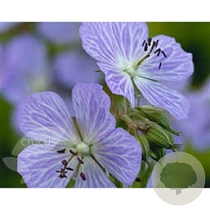 Geranium pr. 'Mrs Kendall Clark' GM P9