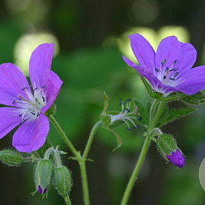 Geranium sylv. 'Mayflower' GM P9
