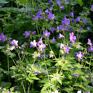 Geranium sylv. 'Mayflower' GM P9