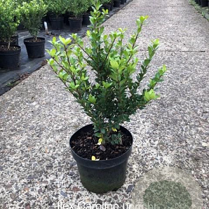 Ilex crenata 'Caroline Upright' 30-40 cm 3,0L