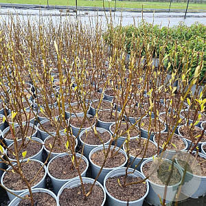 Magnolia soulangeana 30-40 cm 3,0L