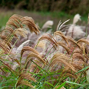 Miscanthus nepalensis GM  P11