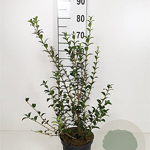 Osmanthus burkwoodii 30-40 cm 3,0L
