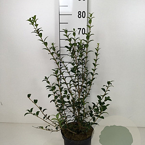 Osmanthus burkwoodii 30-40 cm 3,0L