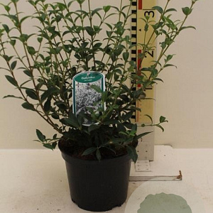 Osmanthus burkwoodii 30-40 cm 3,0L