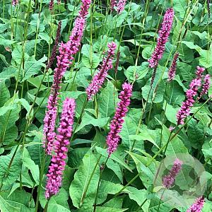 Persicaria a. 'Seven Oaks Village' GM P9