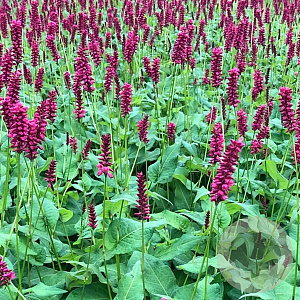 Persicaria a. 'Taurus' GM P9